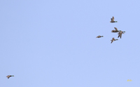 Mallards 0378